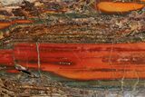 Stromatolite Slice - Pilbara, Australia ( Billion Years) #180185-1